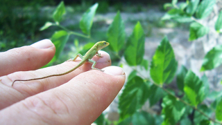 Illustration for article titled How Lizard Tails Could Help Scientists Study Human Limb Regeneration